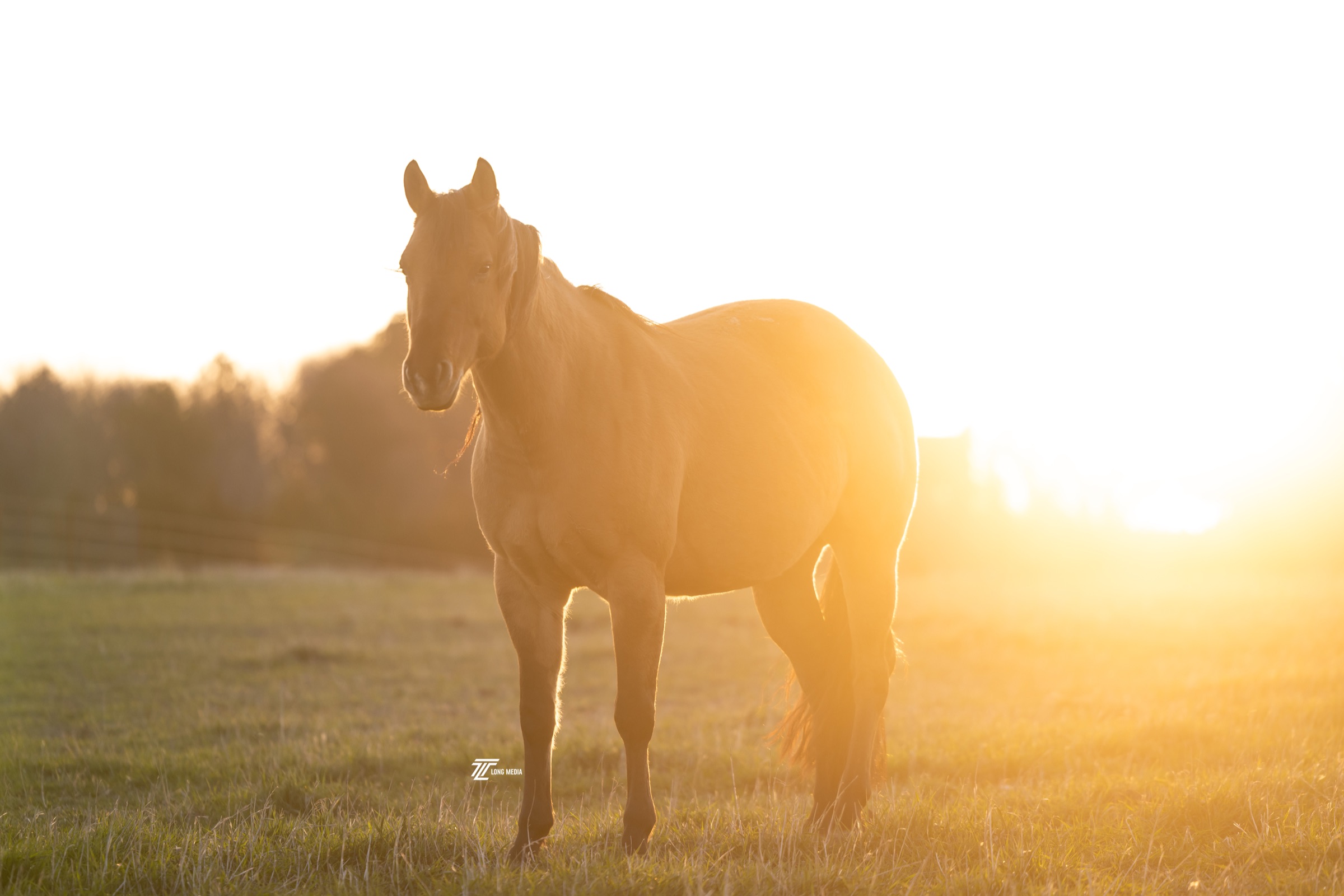 A mare at sunset in the Buckshot Farms pasture
