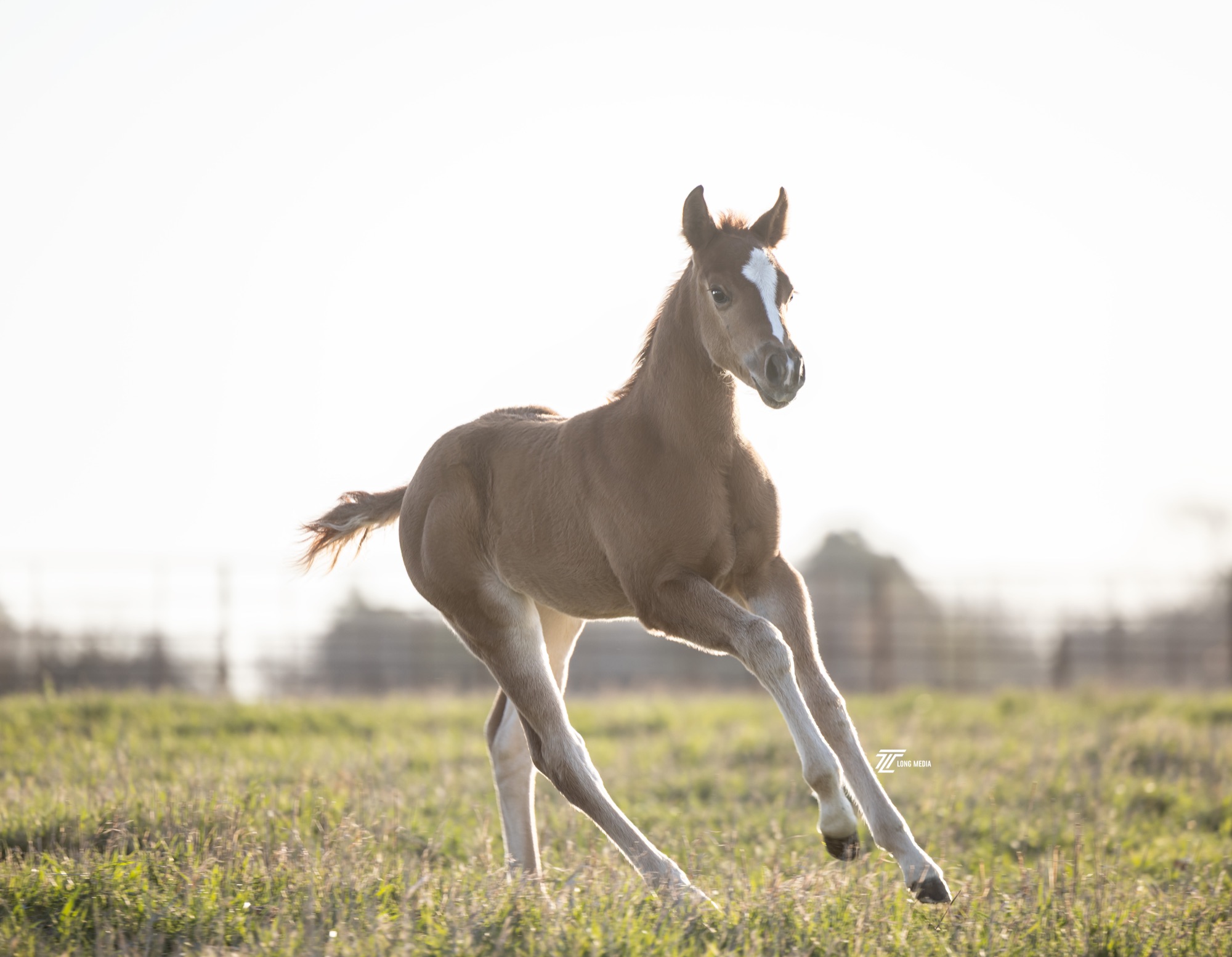 All Bettss On Her as a foal, galloping in the Buckshot Farms pasture