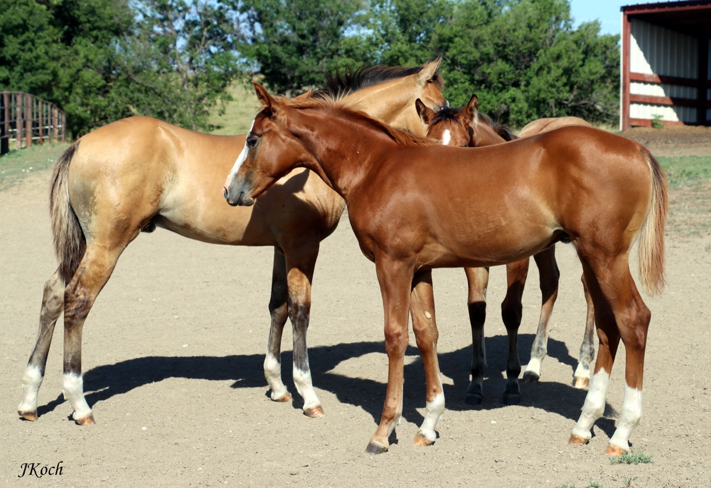 Buckshot Farms foals
