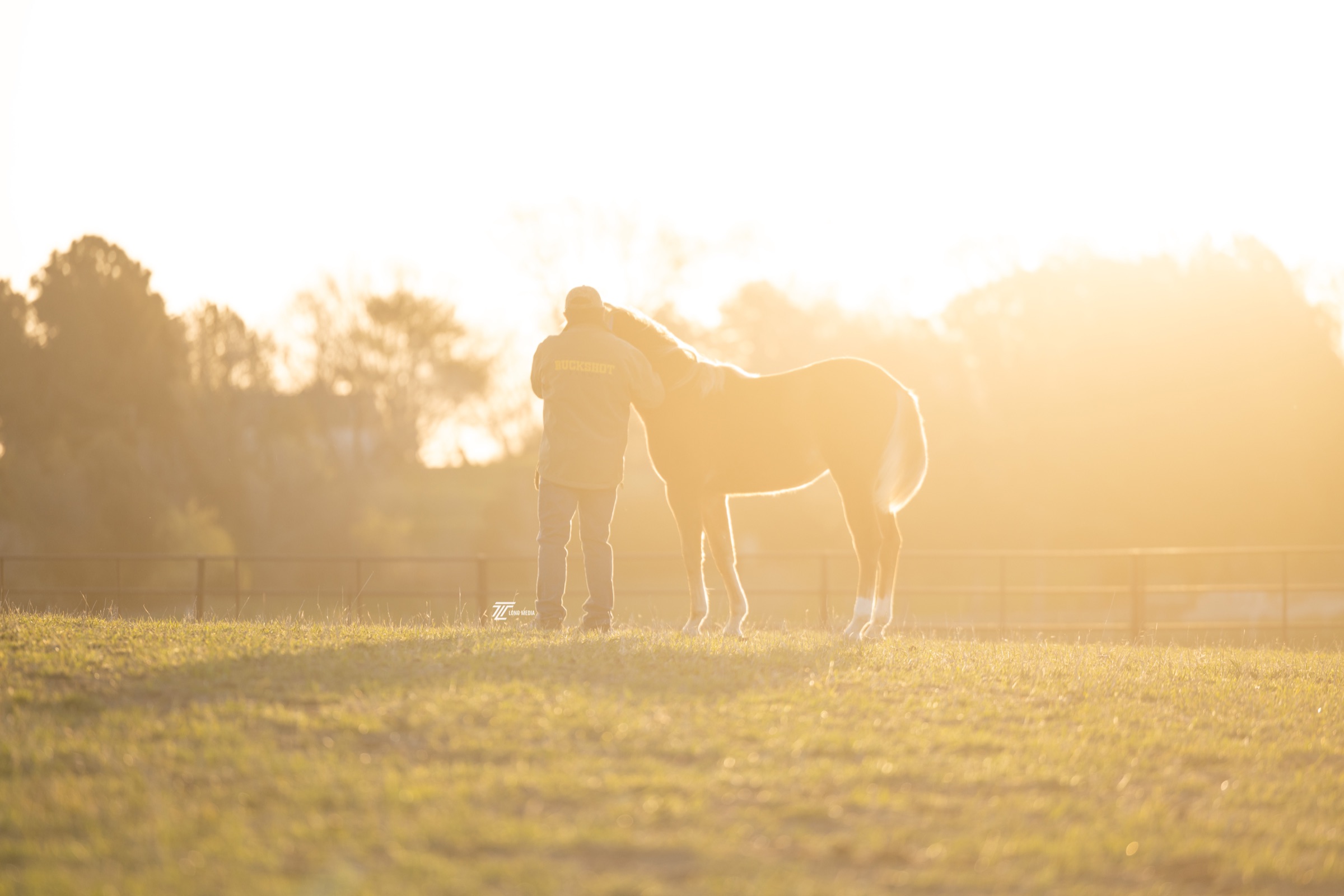 A Buckshot Farms yearling at sunrise