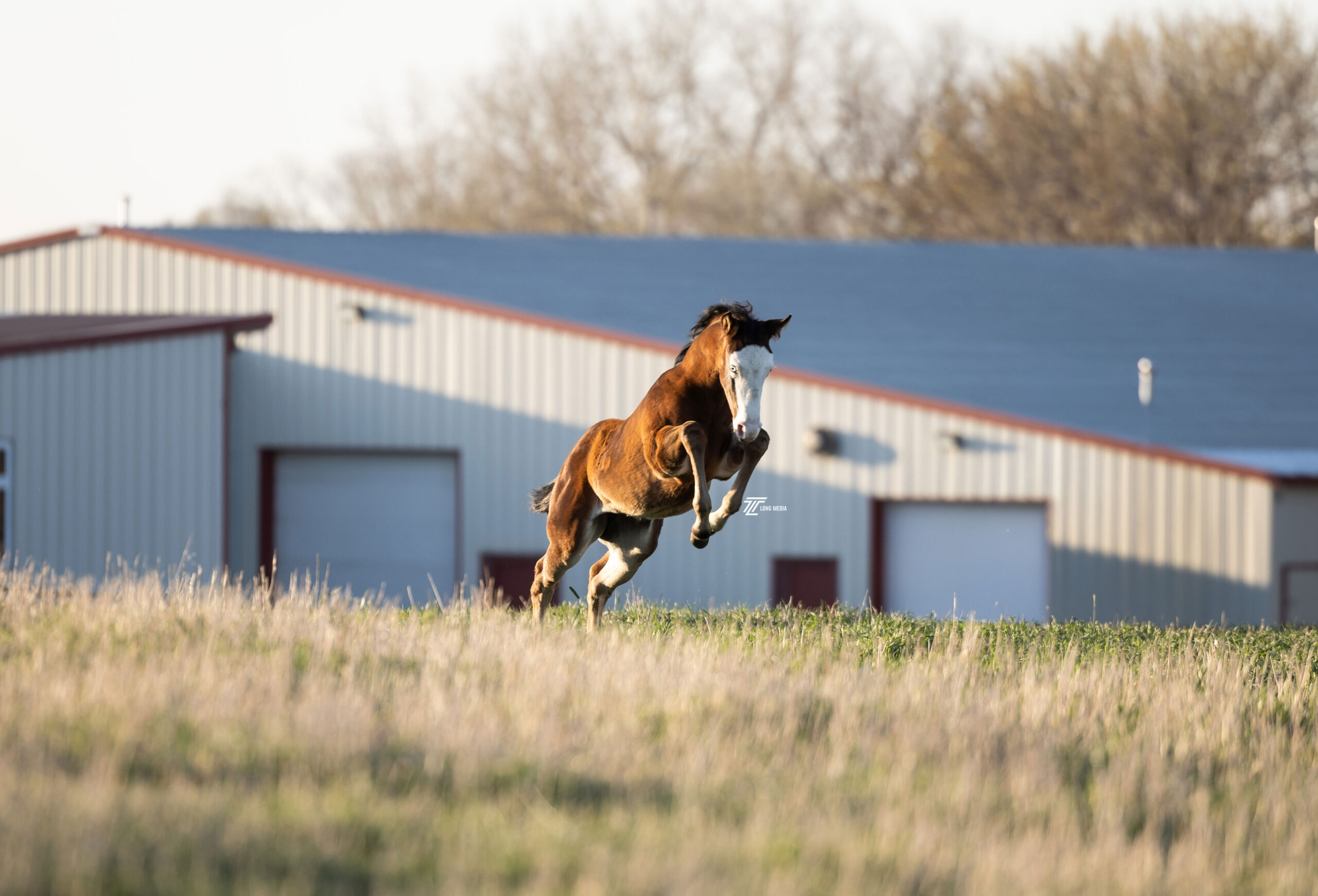 2026 Foals