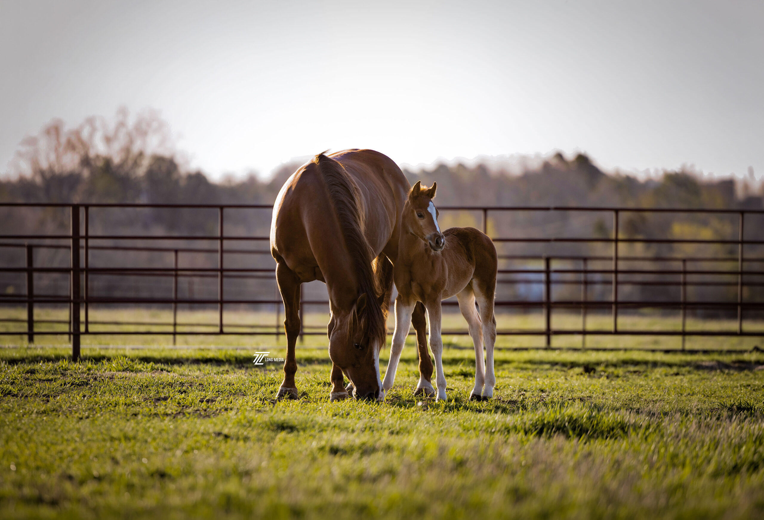 A Buckshot Farms mare grazing beside her foal