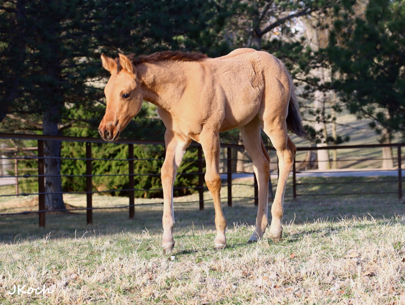 2026 Colt (A Vintage Smoke x Peace Love N Icecream) Clark