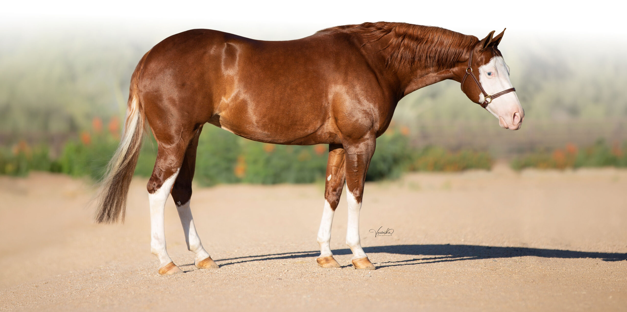 A Buckshot Farms broodmare standing in profile